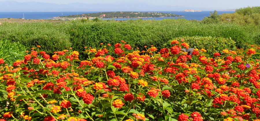 Fiori